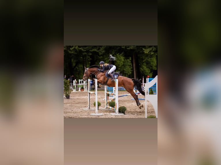 Holstein Gelding 12 years 17 hh Brown in Willich