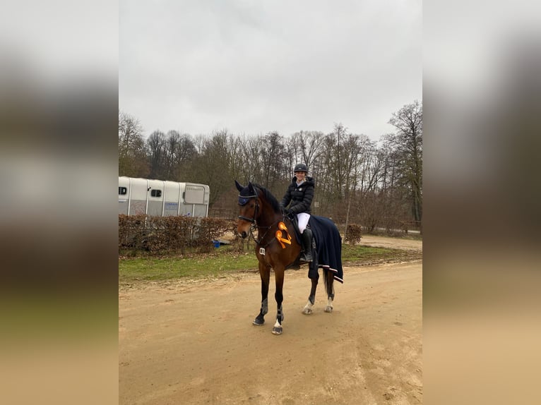 Holstein Gelding 12 years 17 hh Brown in Willich
