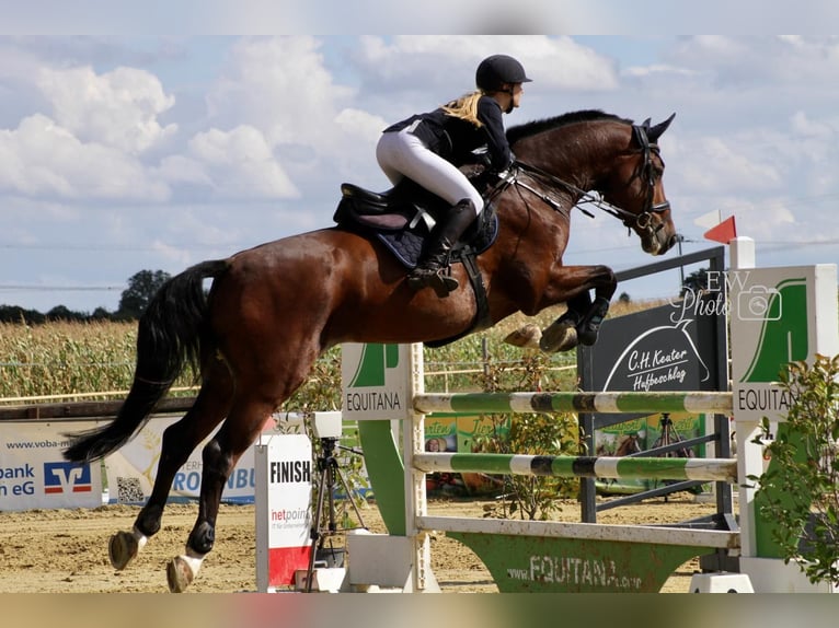 Holstein Gelding 12 years 17 hh Brown in Willich