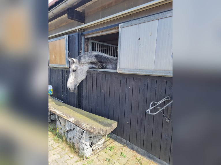 Holstein Gelding 12 years 17 hh Can be white in Gernsheim