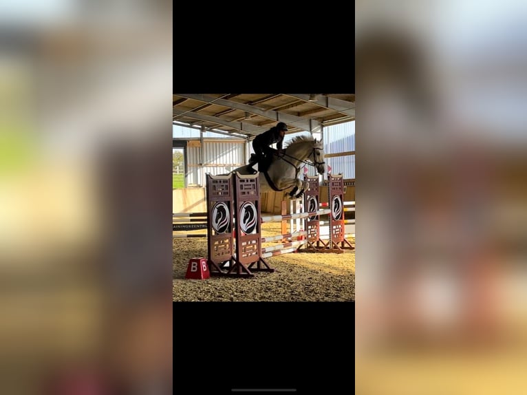 Holstein Gelding 12 years 17 hh Gray in Hattingen