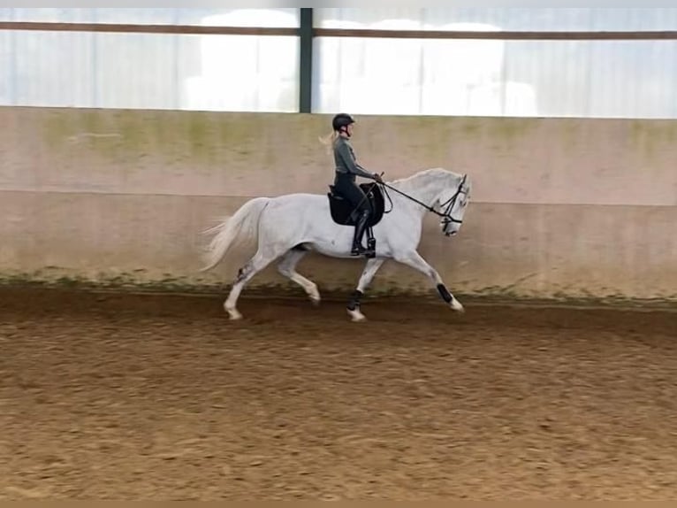 Holstein Gelding 12 years 17 hh Gray in Hattingen