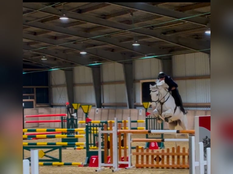 Holstein Gelding 12 years 17 hh Gray in Hattingen
