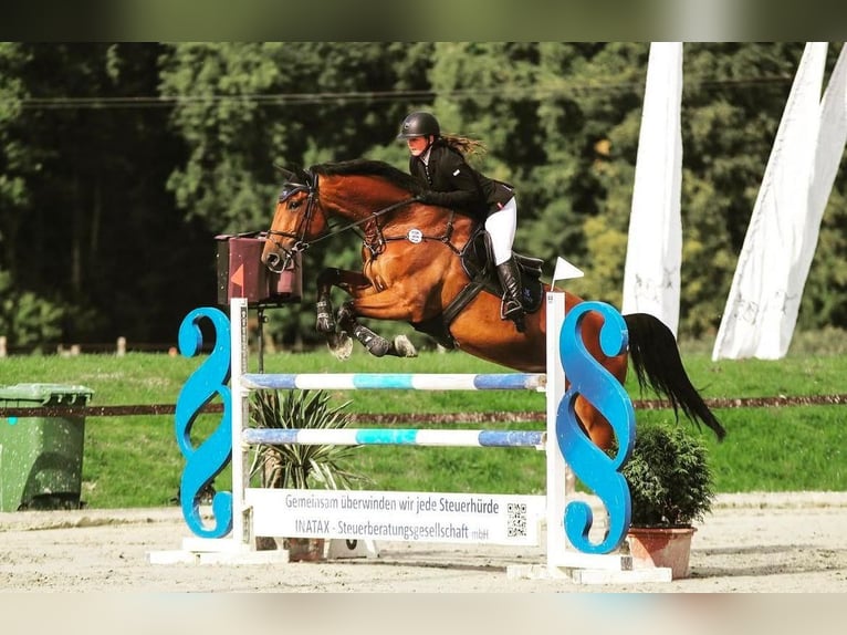 Holstein Gelding 12 years 17 hh in Riga