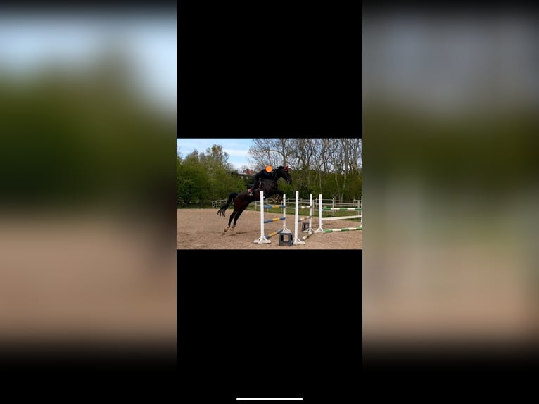 Holstein Gelding 12 years 17,2 hh Bay-Dark in Gro&#xDF; Kummerfeld