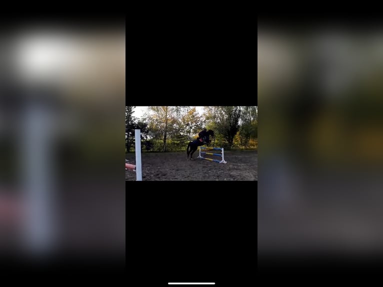 Holstein Gelding 12 years 17,2 hh Bay-Dark in Gro&#xDF; Kummerfeld