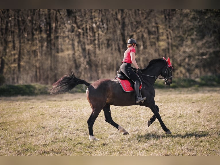 Holstein Gelding 12 years 17,2 hh Bay-Dark in Gro&#xDF; Kummerfeld