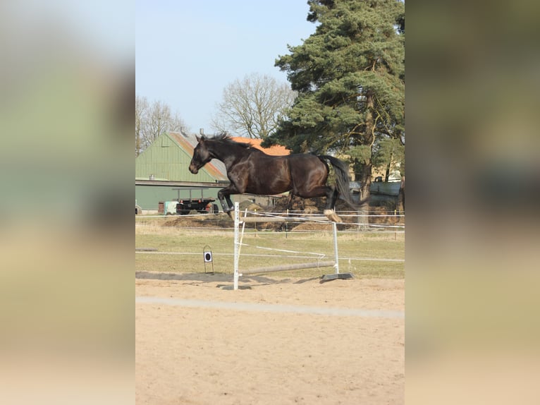 Holstein Gelding 12 years 17,2 hh Bay-Dark in Gro&#xDF; Kummerfeld