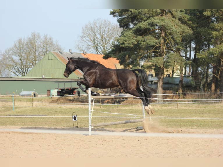 Holstein Gelding 12 years 17,2 hh Bay-Dark in Gro&#xDF; Kummerfeld