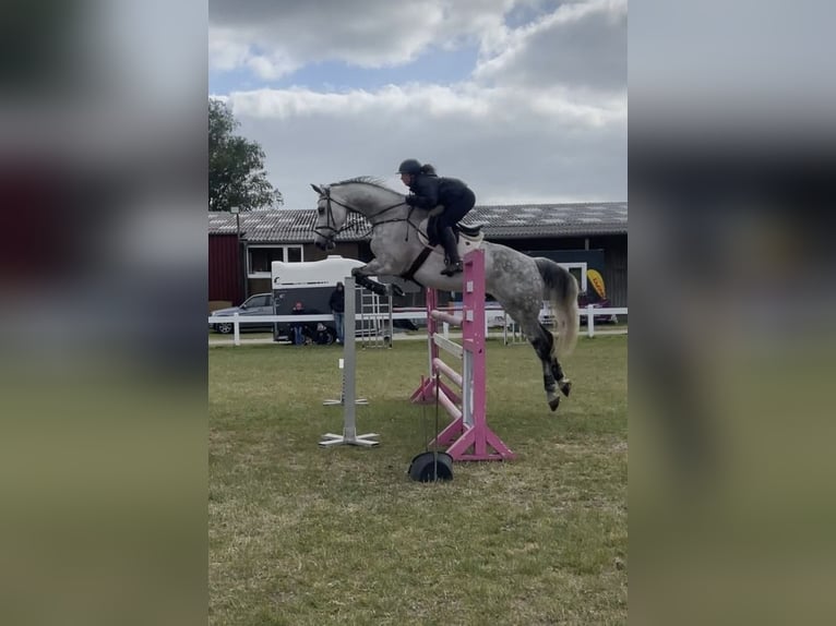 Holstein Gelding 12 years 17,2 hh Gray-Dapple in Neuschoo
