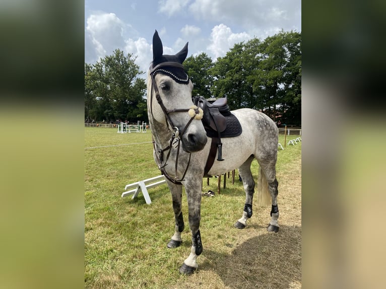 Holstein Gelding 12 years 17,2 hh Grey-Dapple in Neuschoo
