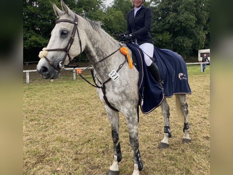 Holstein Gelding 12 years 17,2 hh Grey-Dapple in Neuschoo