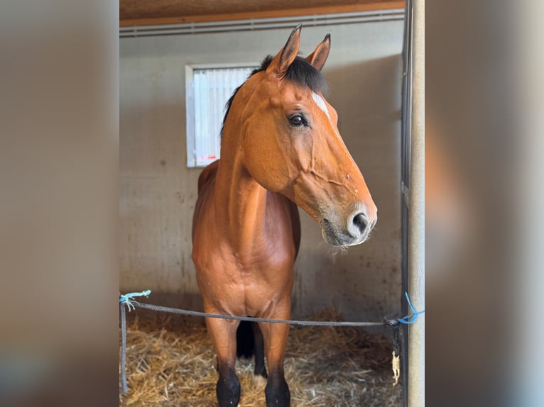 Holstein Gelding 12 years Brown in Gundelfingen an der Donau