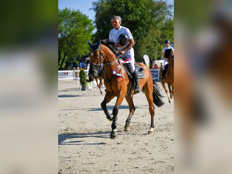 Holstein Gelding 12 years Brown in Gundelfingen an der Donau