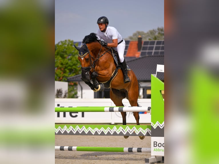 Holstein Gelding 12 years Brown in Gundelfingen an der Donau