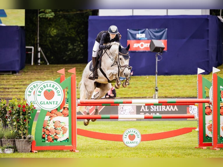 Holstein Gelding 12 years Gray-Fleabitten in Mustin
