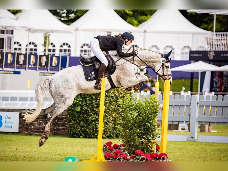 Holstein Gelding 12 years Gray-Fleabitten in Mustin