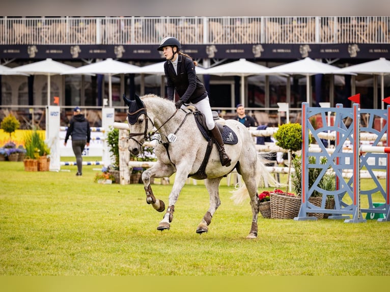 Holstein Gelding 12 years Gray-Fleabitten in Mustin