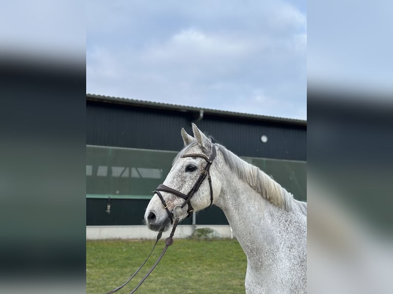 Holstein Gelding 12 years Grey-Fleabitten in Mustin