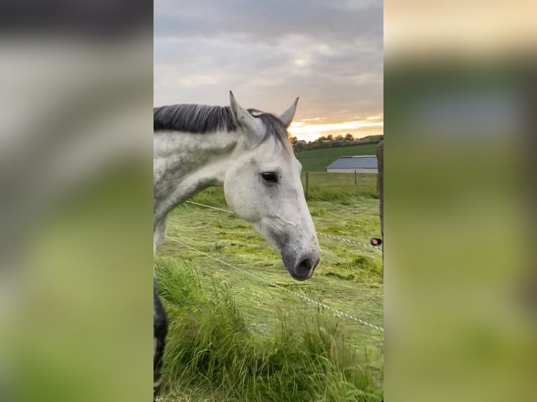 Holstein Gelding 12 years Grey in Aach