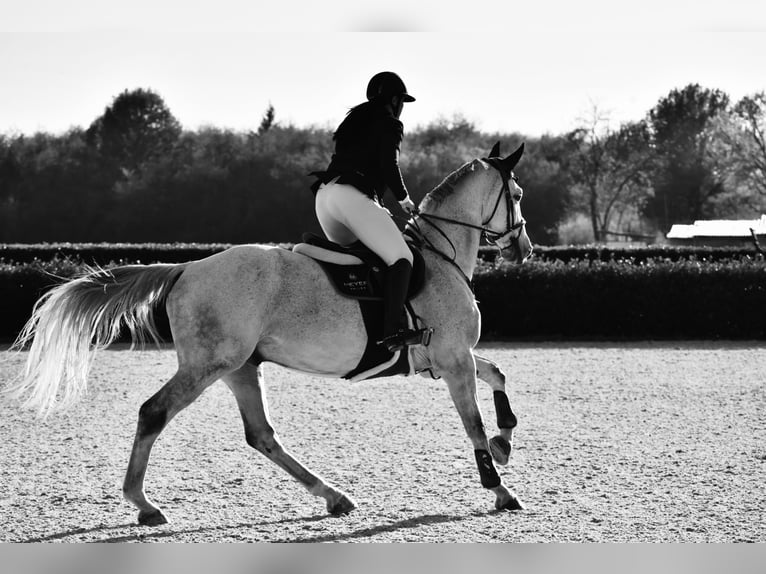 Holstein Gelding 12 years Grey in Wichtrach