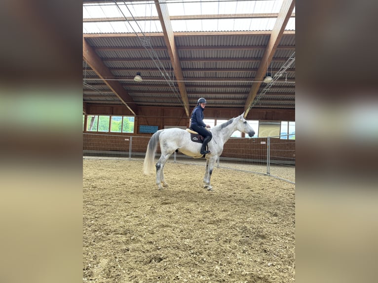 Holstein Gelding 12 years Grey in Wichtrach