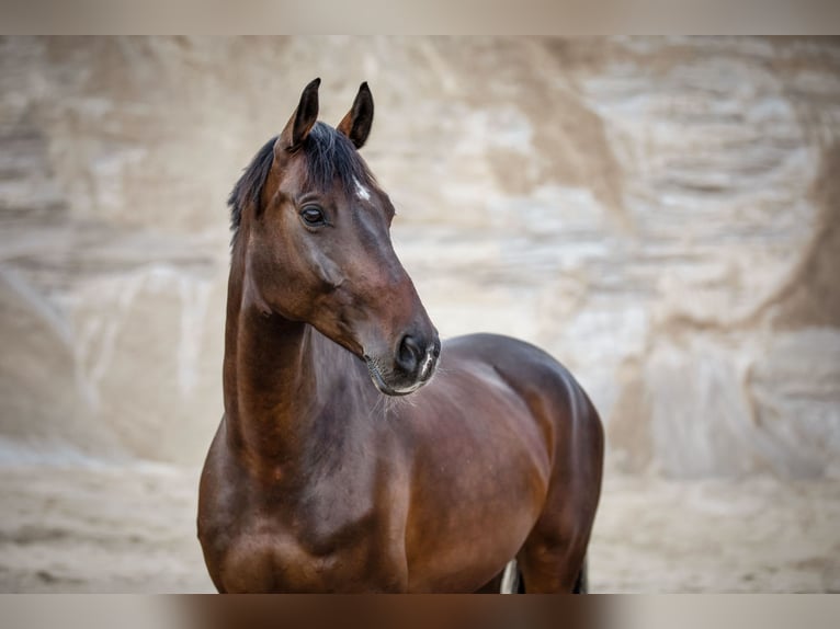 Holstein Gelding 13 years 15.3 hh Brown in Lentföhrden