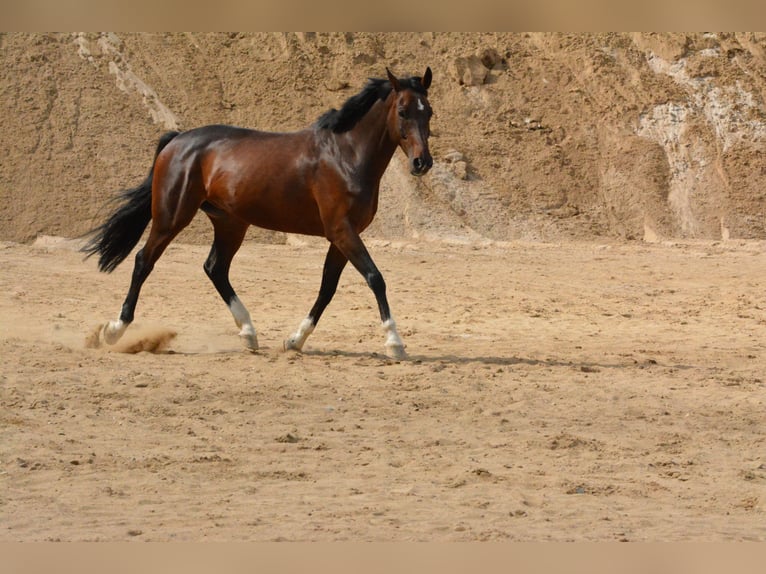Holstein Gelding 13 years 15.3 hh Brown in Lentföhrden