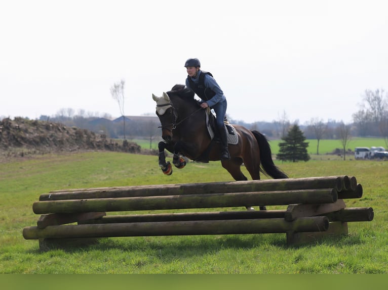 Holstein Gelding 13 years 15.3 hh Brown in Lentföhrden