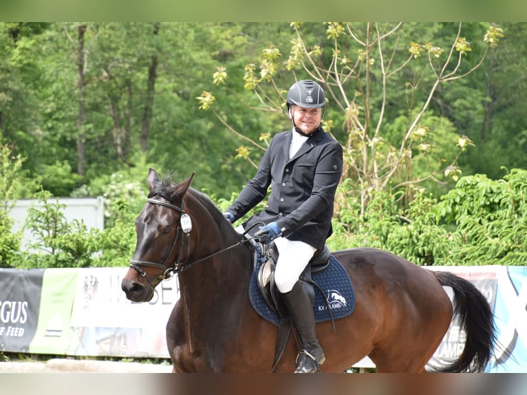 Holstein Gelding 13 years 16.1 hh Bay-Dark in Riegersburg