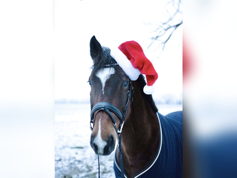 Holstein Gelding 13 years 16,1 hh Brown in Fehrbellin