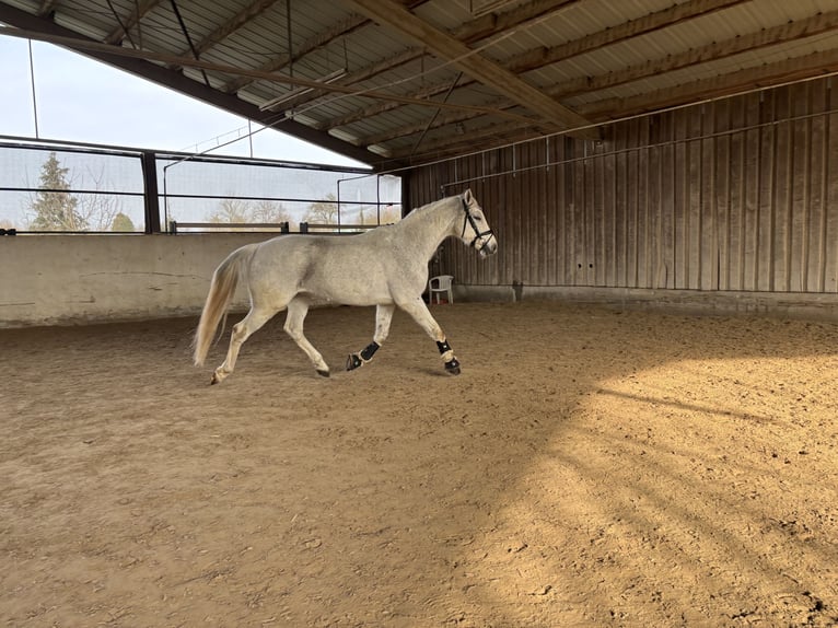 Holstein Gelding 13 years 16.1 hh Grey in Wiesloch