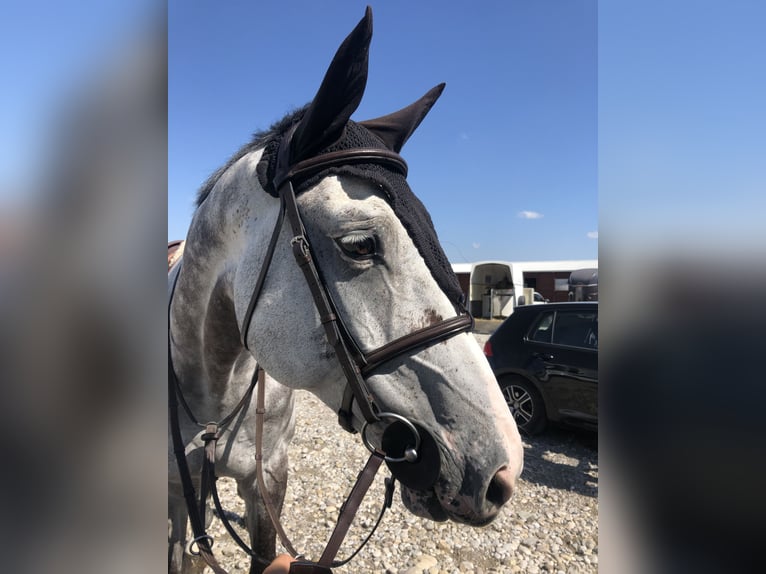 Holstein Gelding 13 years 16.1 hh Grey in Zagreb