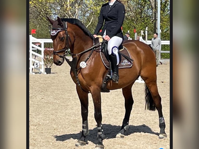 Holstein Gelding 13 years 16,2 hh Brown in Neuenburg am Rhein