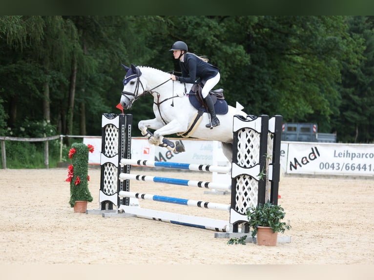 Holstein Gelding 13 years 16,2 hh in Stammham