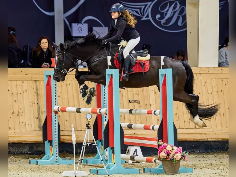 Holstein Gelding 13 years 16 hh Bay-Dark in Voluntari