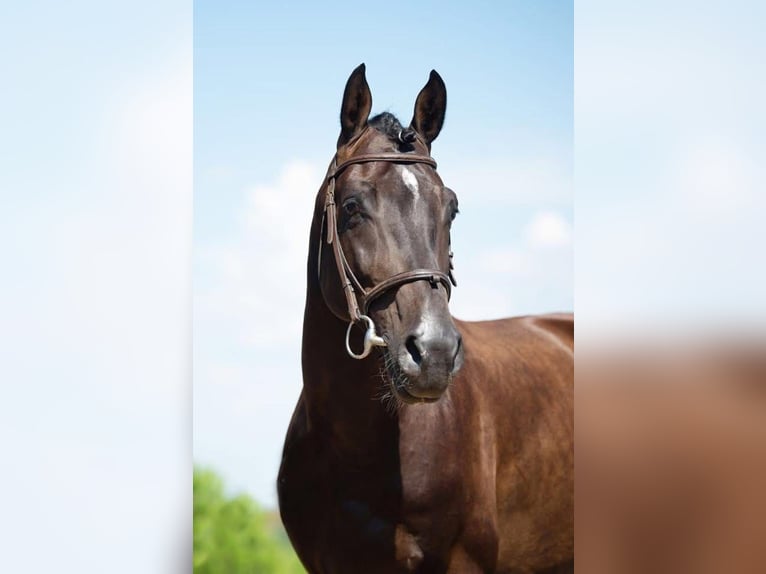 Holstein Gelding 13 years 16 hh Black in G&#xE9;n&#xE9;bri&#xE8;res