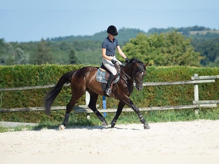 Holstein Gelding 13 years 16 hh Black in G&#xE9;n&#xE9;bri&#xE8;res