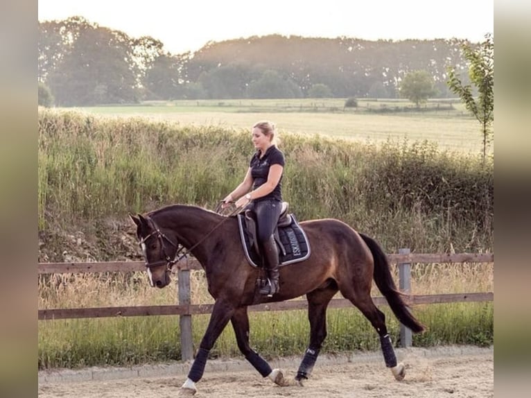 Holstein Gelding 13 years 16 hh Brown in os