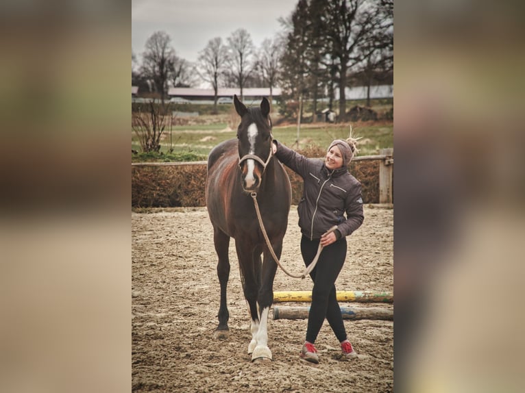 Holstein Gelding 13 years 16 hh Brown in os