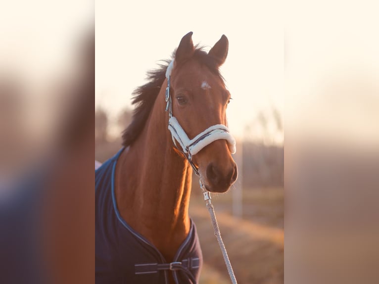 Holstein Gelding 13 years 16 hh Brown in Neustadt an der Donau