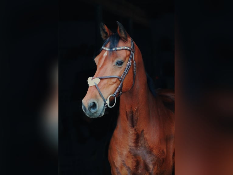 Holstein Gelding 13 years 16 hh Brown in Neustadt an der Donau