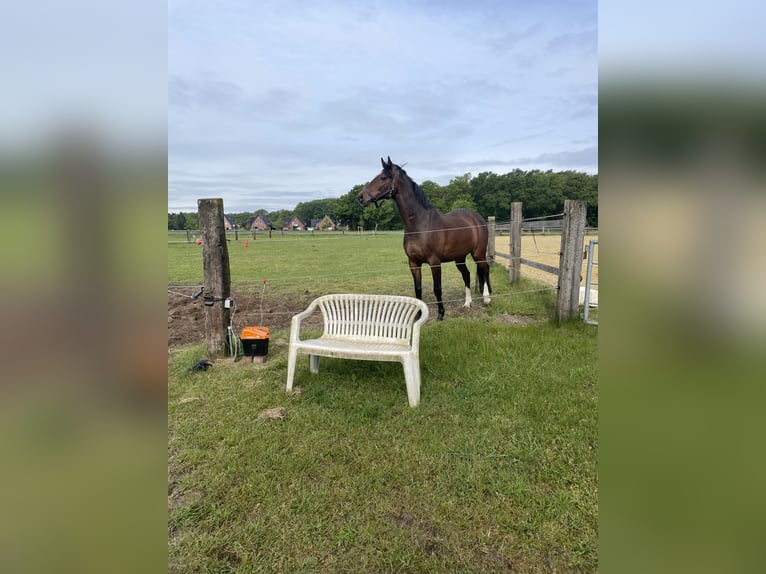 Holstein Gelding 13 years 16 hh Brown in Rhede