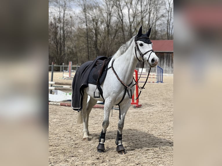 Holstein Gelding 13 years 16 hh Grey in München