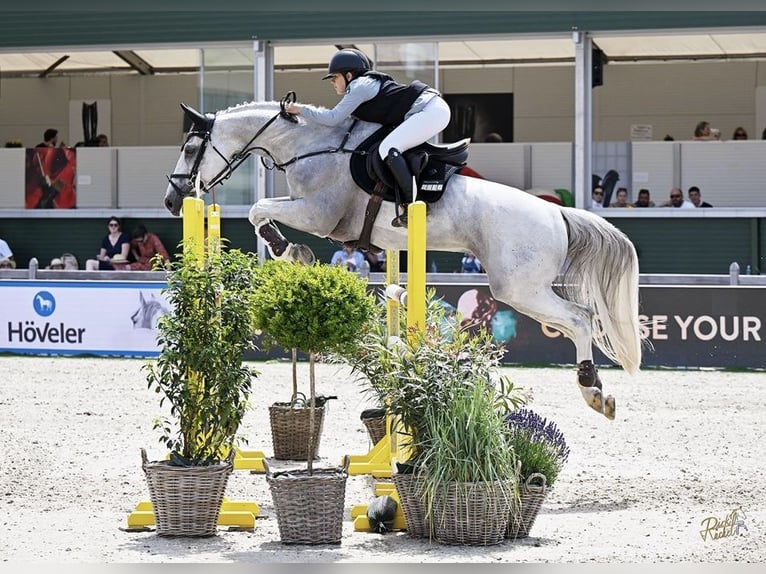 Holstein Gelding 13 years 16 hh Grey in Pulheim