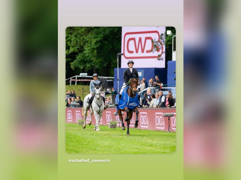 Holstein Gelding 13 years 16 hh Grey in Pulheim