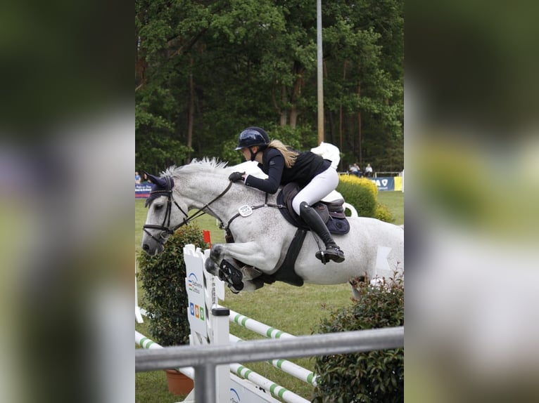 Holstein Gelding 13 years 16 hh Grey in Greiz