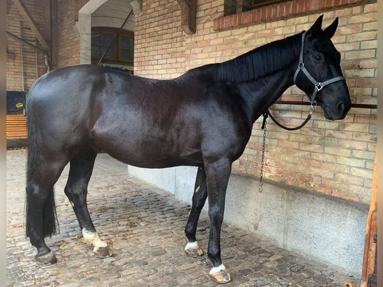 Holstein Gelding 13 years 16,1 hh Bay-Dark in BollBoll