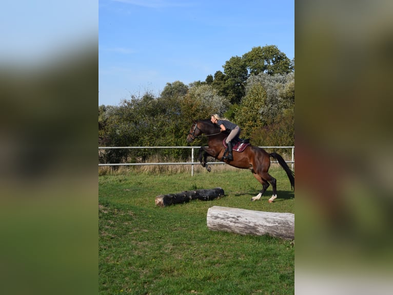 Holstein Gelding 13 years 16,1 hh Brown in Bad Gandersheim