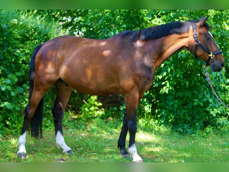 Holstein Gelding 13 years 16,1 hh Brown in Bad Gandersheim